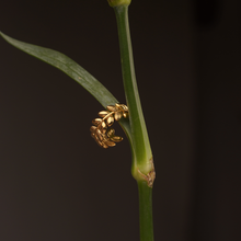 Load image into Gallery viewer, Garden Whisper Ring
